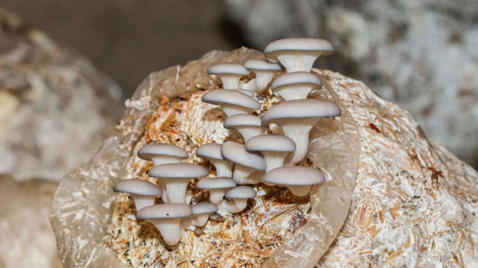 Malattie dei funghi: guida alle pratiche agricole per ridurle.